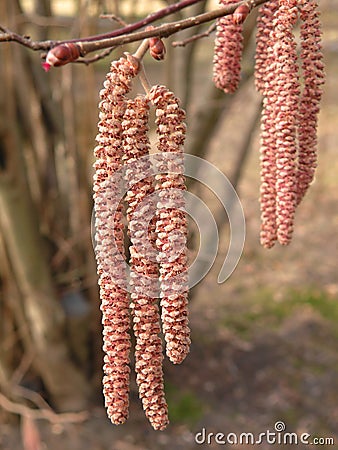 Blooming nut -tree Stock Photo